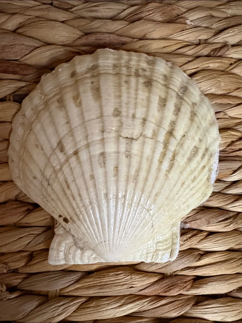 Decorative Shell Dish with Floral Book Spine Design